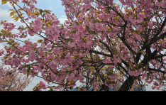 �̻�������� ���� ���� �㺢�ɱ桯 ������ ��ö ���ҷ� �ָ�