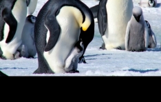 ���� �����ϸ� ��ư��� ���, �� �ϻ��� �������� �־��