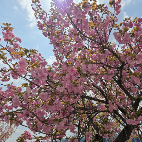 �̻�������� ���� ���� �㺢�ɱ桯 ������ ��ö ���ҷ� �ָ�