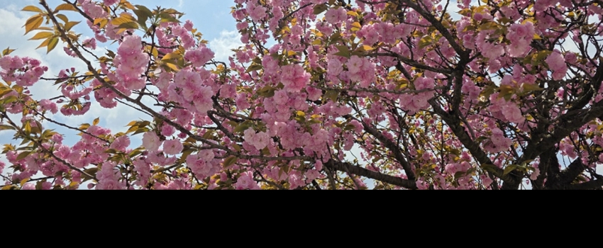 �̻�������� ���� ���� �㺢�ɱ桯 ������ ��ö ���ҷ� �ָ�